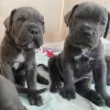 Dodatkowe zdjęcia: Szczenięta Cane Corso