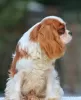 Zdjęcie №3. Szczeniak Cavalier King Charles Spaniel. USA