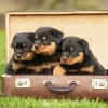 Zdjęcie №1. rottweiler - na sprzedaż w Киль | 478zł | Zapowiedź №129430