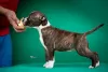 Dodatkowe zdjęcia: Amerykański Staffordshire Terrier