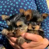 Zdjęcie №1. yorkshire terrier - na sprzedaż w Kijów | negocjowane | Zapowiedź №77613