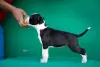 Dodatkowe zdjęcia: Amerykański Staffordshire Terrier