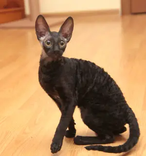 Zdjęcie №1. kot cornish rex - na sprzedaż w Moskwa | 2723zł | Zapowiedź № 3365