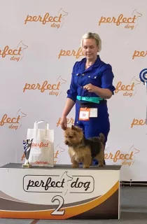 Dodatkowe zdjęcia: Norwich Terrier. Szczenięta