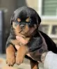 Zdjęcie №1. rottweiler - na sprzedaż w Burgas | negocjowane | Zapowiedź №85253