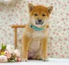 Dodatkowe zdjęcia: Shiba Inu. Szczenięta