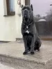 Zdjęcie №1. Usługi krycia - rasa: cane corso. Cena - negocjowane