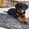 Zdjęcie №1. rottweiler - na sprzedaż w Leverkusen | negocjowane | Zapowiedź №13091