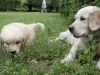 Dodatkowe zdjęcia: szczenięta golden retrievera