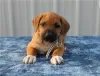 Zdjęcie №1. rhodesian ridgeback - na sprzedaż w Bonn | negocjowane | Zapowiedź №103078