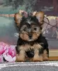 Zdjęcie №2 do zapowiedźy № 87012 na sprzedaż  yorkshire terrier - wkupić się USA prywatne ogłoszenie, ze schronu