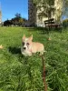 Dodatkowe zdjęcia: Welpen von Corgi