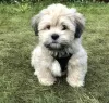 Zdjęcie №1. lhasa apso - na sprzedaż w Амстердам | negocjowane | Zapowiedź №44014