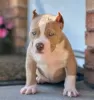 Zdjęcie №1. american bully - na sprzedaż w Helsinki | 2930zł | Zapowiedź №105821