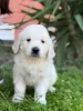 Zdjęcie №1. golden retriever - na sprzedaż w Bar | negocjowane | Zapowiedź №129402