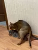 Dodatkowe zdjęcia: Abyssinian Cat Vyatka Moskwa