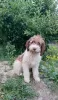 Dodatkowe zdjęcia: Rasowe szczenięta Lagotto Romagnolo