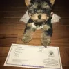 Zdjęcie №1. yorkshire terrier - na sprzedaż w Калифорния Сити | negocjowane | Zapowiedź №11749