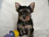 Zdjęcie №1. english toy terrier - na sprzedaż w Романовка | 1525zł | Zapowiedź №129871