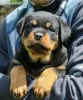 Zdjęcie №4. Sprzedam rottweiler w Калинковичи. od żłobka - cena - 4186zł