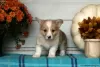 Dodatkowe zdjęcia: Piękne zarejestrowane przez KC psy rasy Pembrokeshire Corgi