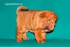 Dodatkowe zdjęcia: Szczenięta Shar Pei