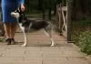 Dodatkowe zdjęcia: Szczenięta husky syberyjskie