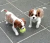 Zdjęcie №1. cavalier king charles spaniel - na sprzedaż w Ylivieska | Bezpłatny | Zapowiedź №129434