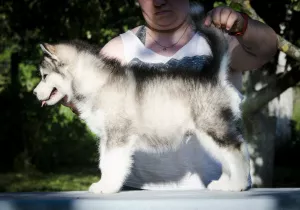 Dodatkowe zdjęcia: Kolorowe szczenięta Alaskan Malamute