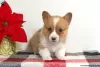 Zdjęcie №3. Szczenięta KC Pembroke Corgi 1(281)698-7719. USA