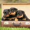 Zdjęcie №1. rottweiler - na sprzedaż w Pueblo | 2033zł | Zapowiedź №129564