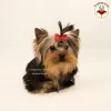 Zdjęcie №4. Sprzedam yorkshire terrier w Kijów. prywatne ogłoszenie, od żłobka, hodowca - cena - 6876zł