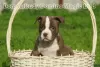 Zdjęcie №1. american bully - na sprzedaż w Saratov | 5157zł | Zapowiedź №29750