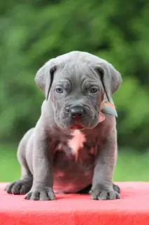 Dodatkowe zdjęcia: Szczenięta Cane Corso