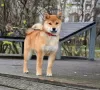 Zdjęcie №1. shiba - na sprzedaż w Москва | 5157zł | Zapowiedź №80911