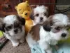 Zdjęcie №1. shih tzu - na sprzedaż w Waterford | 1256zł | Zapowiedź №71873