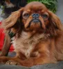 Dodatkowe zdjęcia: King Charles Spaniel