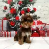 Zdjęcie №1. yorkshire terrier - na sprzedaż w Petersburg | 2980zł | Zapowiedź №8353