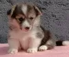 Dodatkowe zdjęcia: Pembroke Welsh Corgi szczenięta