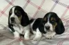 Zdjęcie №4. Sprzedam basset hound w Rosenheim.  - cena - 2392zł