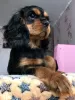 Zdjęcie №1. cavalier king charles spaniel - na sprzedaż w Kaługa | 5157zł | Zapowiedź №39196