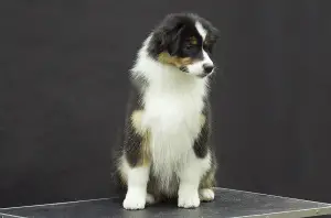 Zdjęcie №3. Owczarek australijski (Aussie) Puppy. Federacja Rosyjska