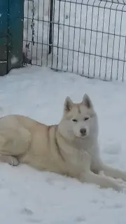 Zdjęcie №1. husky syberyjski - na sprzedaż w Meszchowsk | 1214zł | Zapowiedź №1931