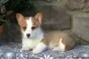 Zdjęcie №4. Sprzedam welsh corgi w Hersonissos.  - cena - 1632zł