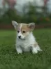 Dodatkowe zdjęcia: Szczeniaki Welsh Corgi Pembroke