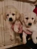 Dodatkowe zdjęcia: Golden retriever