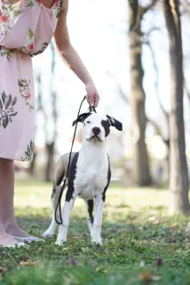 Zdjęcie №3. Dostępne szczenięta rasy American Staffordshire Terrier. Serbia