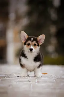 Dodatkowe zdjęcia: Chic Welsh Corgi Pembroke Puppies