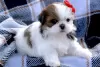 Zdjęcie №1. shih tzu - na sprzedaż w Онфлёр | 2093zł | Zapowiedź №31690