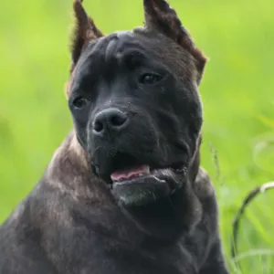 Zdjęcie №3. Tiger Cane Corso. Ukraina